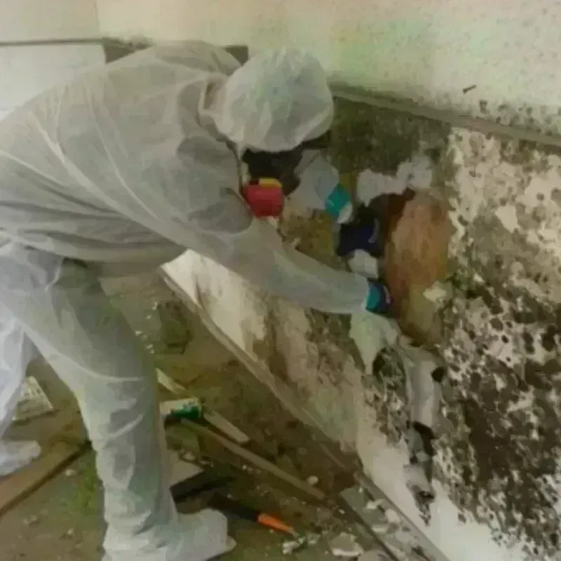 Mold Remediation and Removal in Aspen Hill, MD